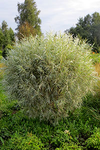    (Salix exigua)     . Ÿ   -  .