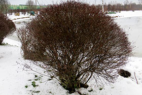     (Salix purpurea nana)-  .