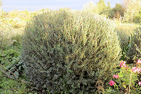  1 2 Salix ledebouriana x S. purpurea hybrida Sukaszewii    .