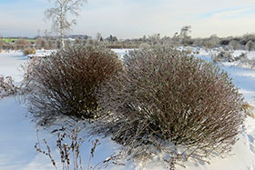  1 2 Salix ledebouriana x S. purpurea hybrida Sukaszewii    .