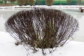   ( S. repens f.nitida =argentea) -     .
