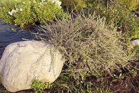    , -  , - Salix Repens Green Carpet