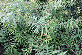     - Salix udensis Trautv. et . . r =  S. sachalinensis Fr. Schmidt =   Sekka  Setsuka- ,  , 
