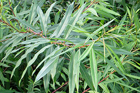     - Salix udensis Trautv. et . . r =  S. sachalinensis Fr. Schmidt 