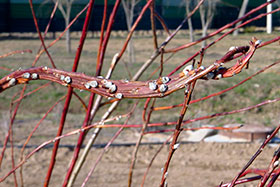        - Salix udensis Trautv. et . . r =  S. sachalinensis Fr. Schmidt 