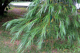     Salix [schwerinii x (schwerinii + udensis)]      
