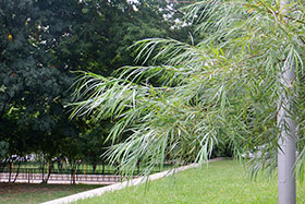     Salix [schwerinii x (schwerinii + udensis)]         .