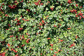   () Crataegus monogyna    