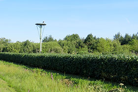     Crataegus Coccinea   2      