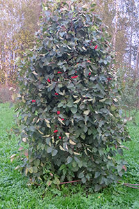  () Crataegus submollis        