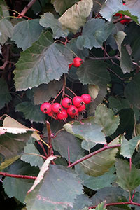   () Crataegus submollis    