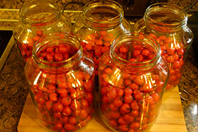   () Crataegus submollis     