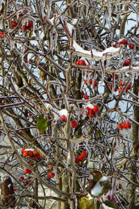   () Crataegus submollis   