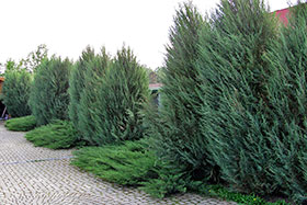       Skyrocket   Glauca