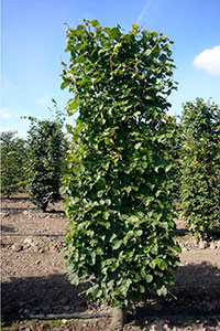      (Heckenelement)  Tilia Cordata  10070200        2 