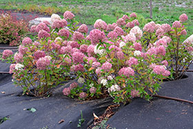     (Hydrangea paniculata Bobo)     Ȼ
