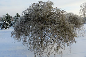   (Salix purpurea pendula)        Ȼ
