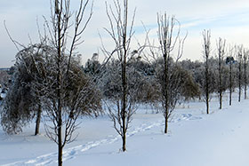 (Populus tremula 'Erecta')     Ȼ ()