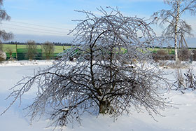   /   (Alnus glutinosa 'Imperialis')        Ȼ