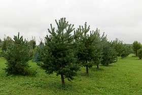  ,  250-275   Ȼ