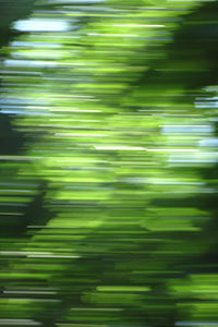   2017  PANTONE 15-0343 Greenery / .     ̻       10 