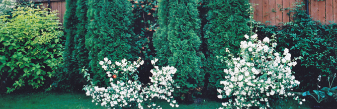 GREENERY.RU  :      