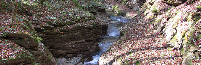 GREENERY.RU РЕКОМЕНДУЕТ: